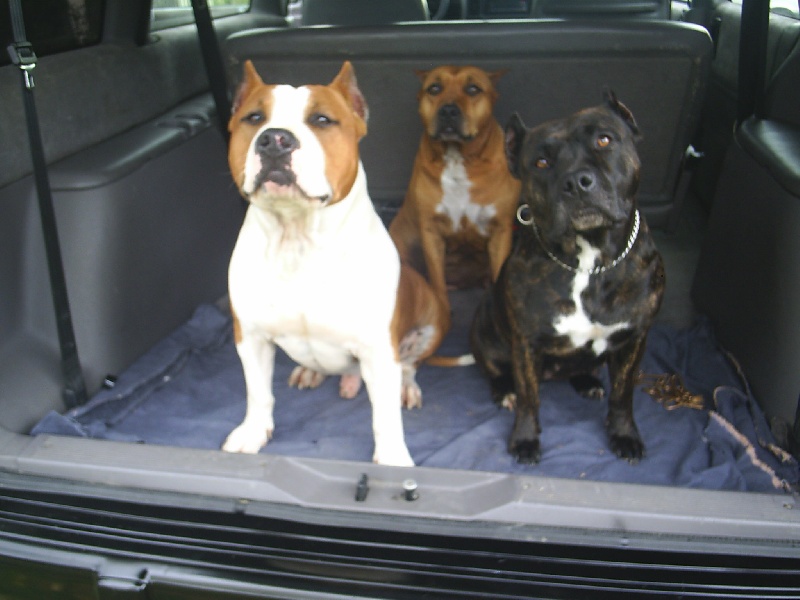 Magic-ster des Guerriers Occitans