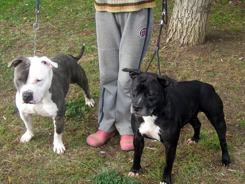 Arena black-night des Guerriers Occitans