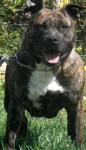 Faune queen safarie des Guerriers Occitans