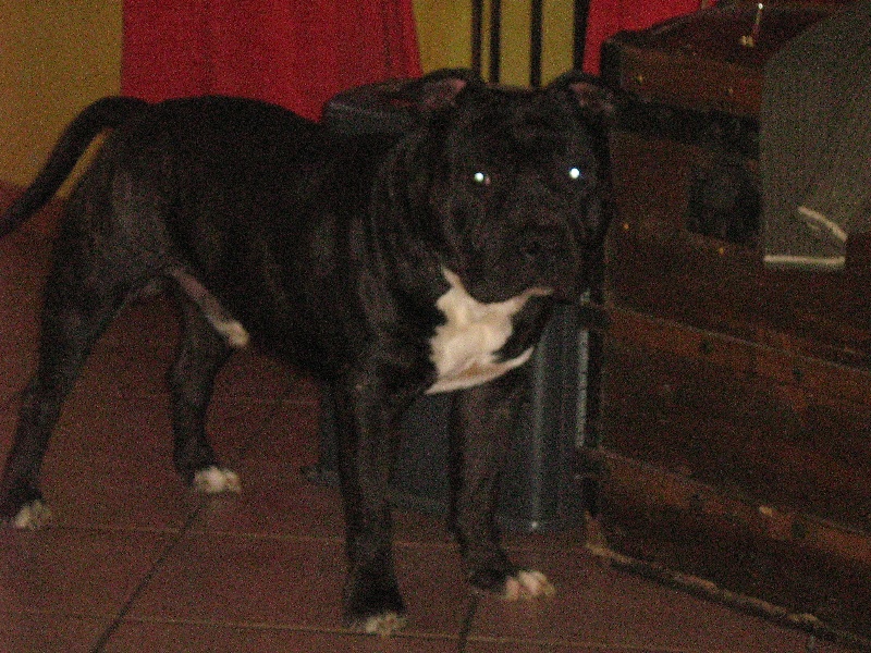 Dangerous black dodge des Guerriers Occitans