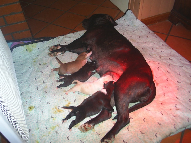 Arena black-night des Guerriers Occitans