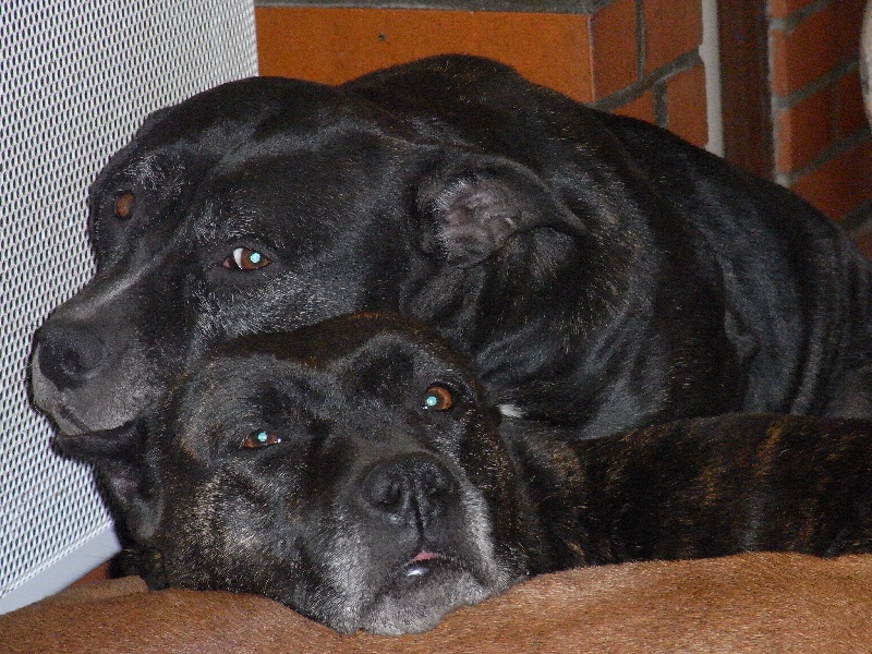 Arena black-night des Guerriers Occitans