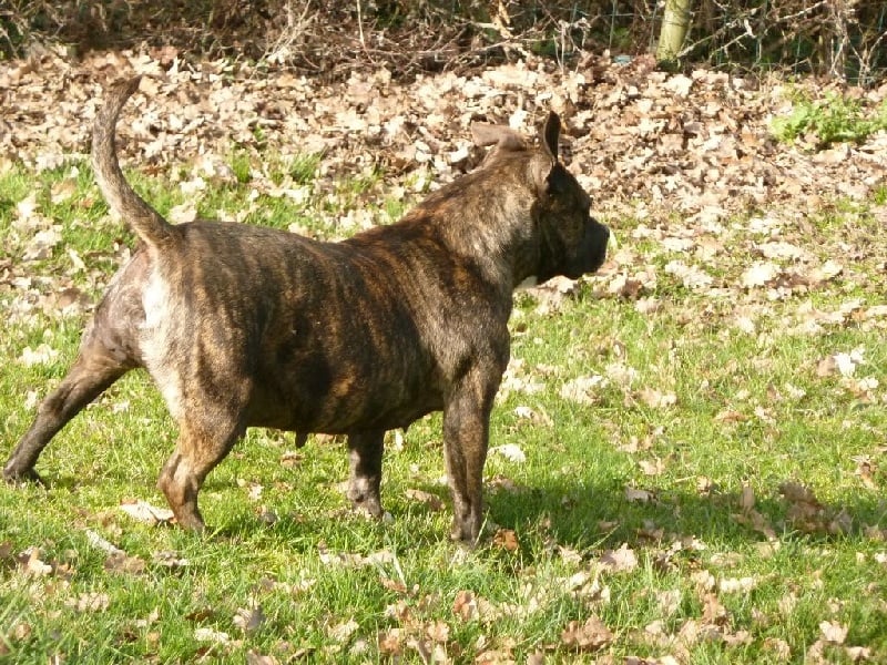 Faune queen safarie des Guerriers Occitans