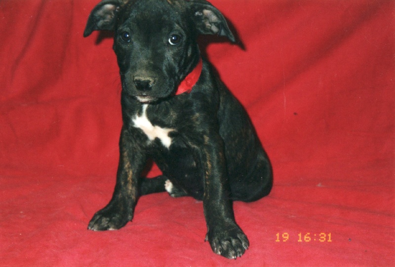 Unaya des Guerriers Occitans