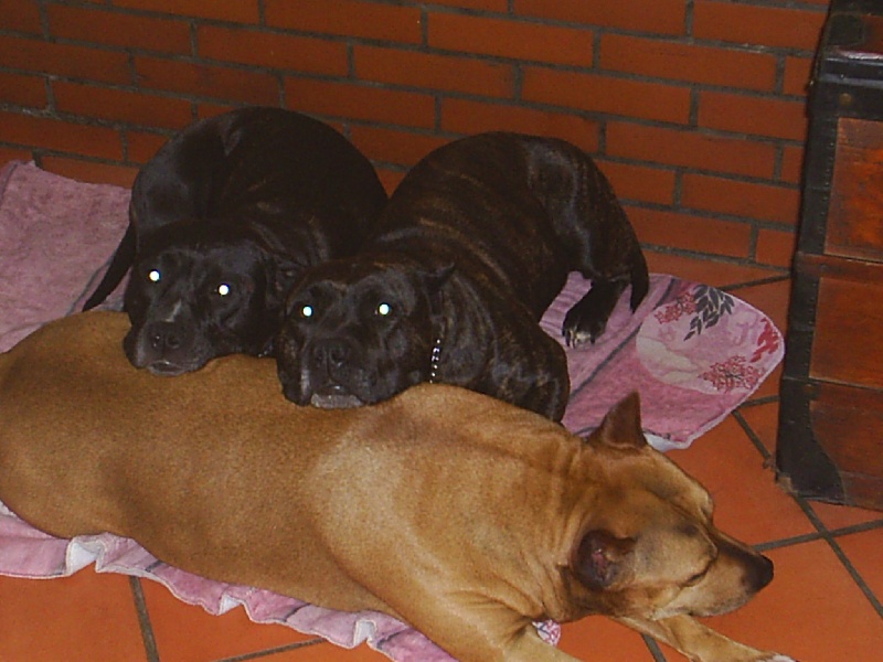 Arena black-night des Guerriers Occitans