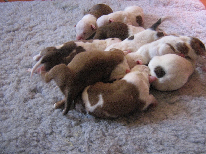 Magic-ster des Guerriers Occitans