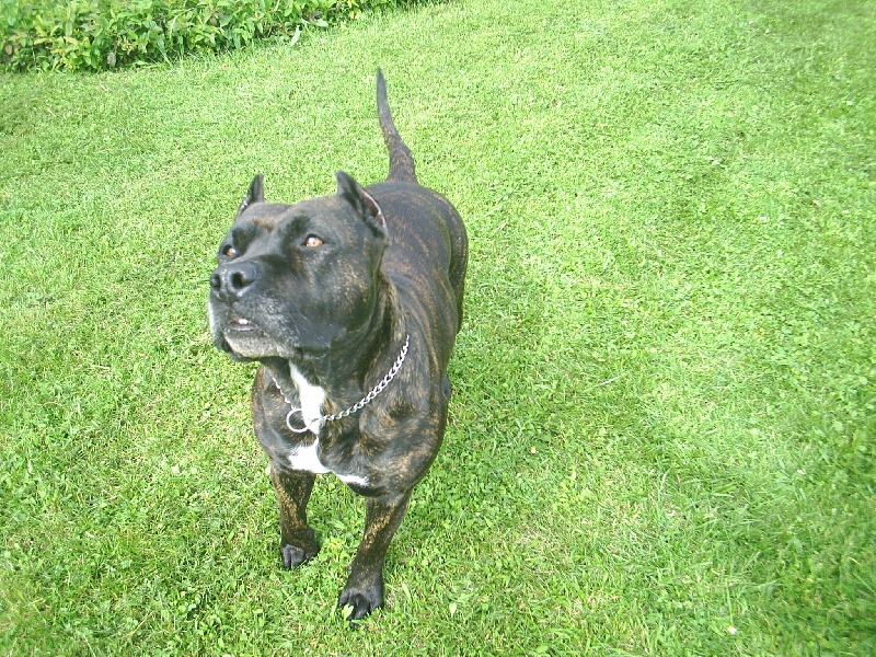 Unaya des Guerriers Occitans