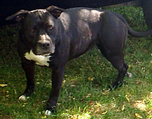 Arena black-night des Guerriers Occitans