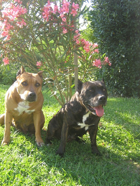 Unaya des Guerriers Occitans