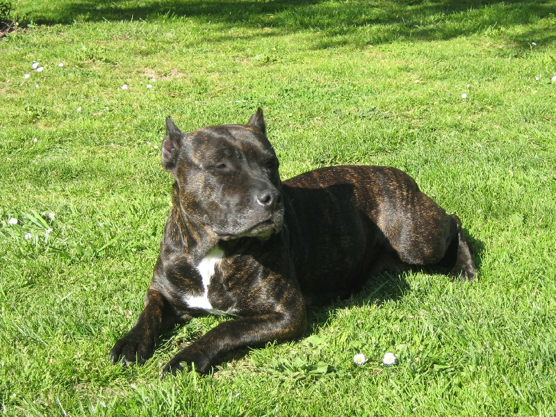 Unaya des Guerriers Occitans