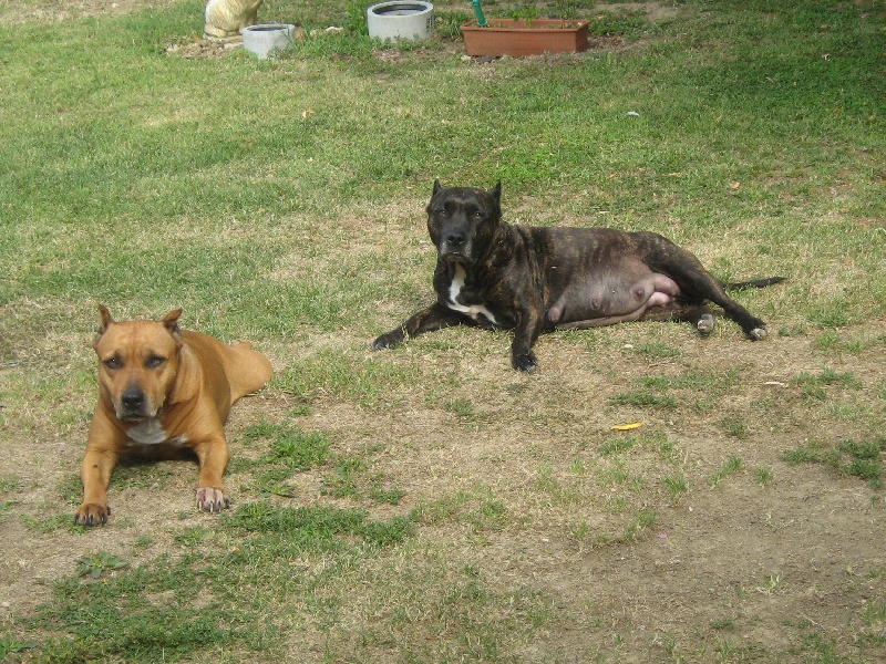 Unaya des Guerriers Occitans