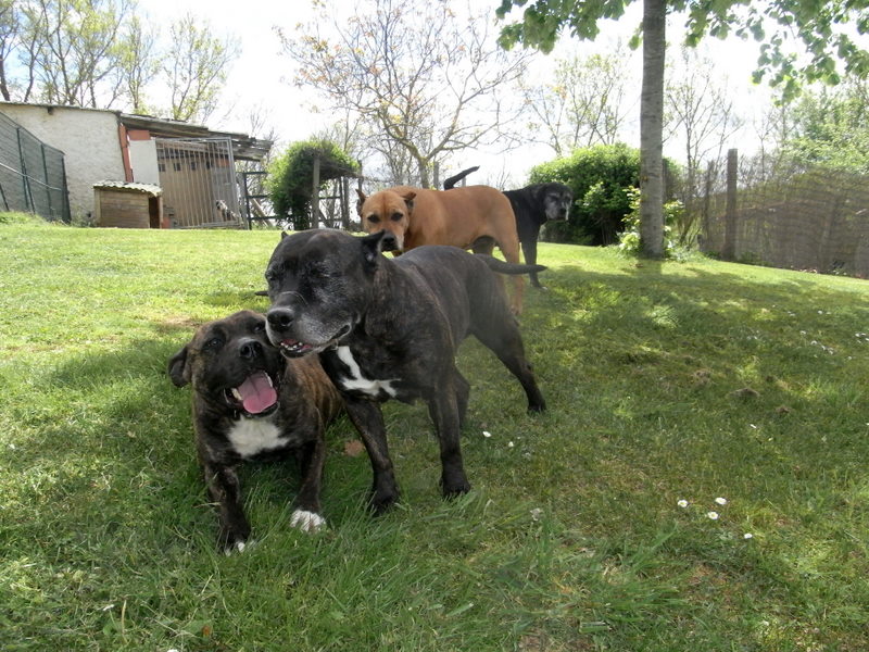 Faune queen safarie des Guerriers Occitans