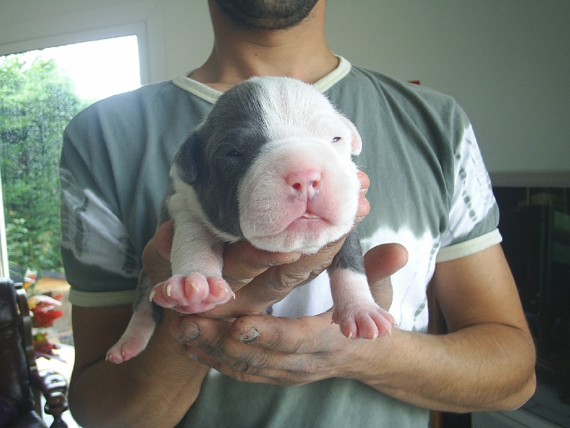 Cerdan ' alias ceusteur ' des Guerriers Occitans