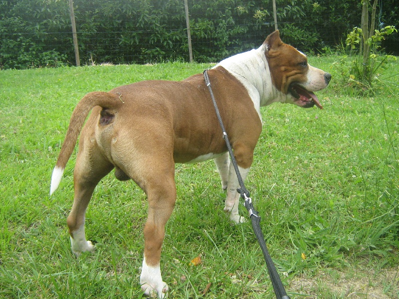 Magic-ster des Guerriers Occitans