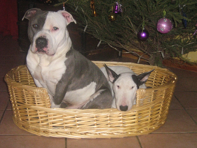 Cerdan ' alias ceusteur ' des Guerriers Occitans