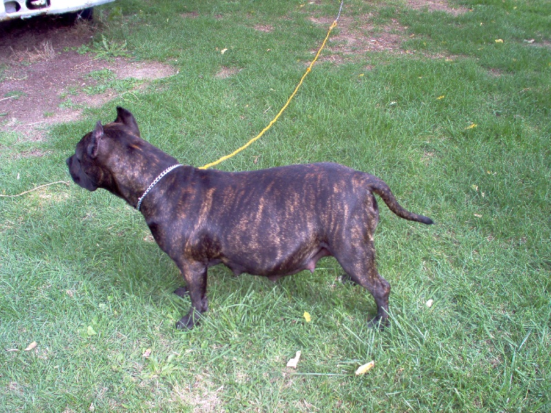 Unaya des Guerriers Occitans