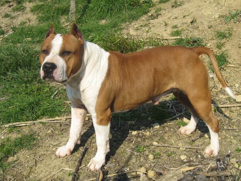 Magic-ster des Guerriers Occitans