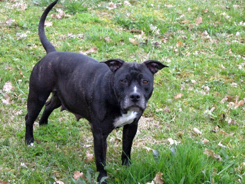 Arena black-night des Guerriers Occitans