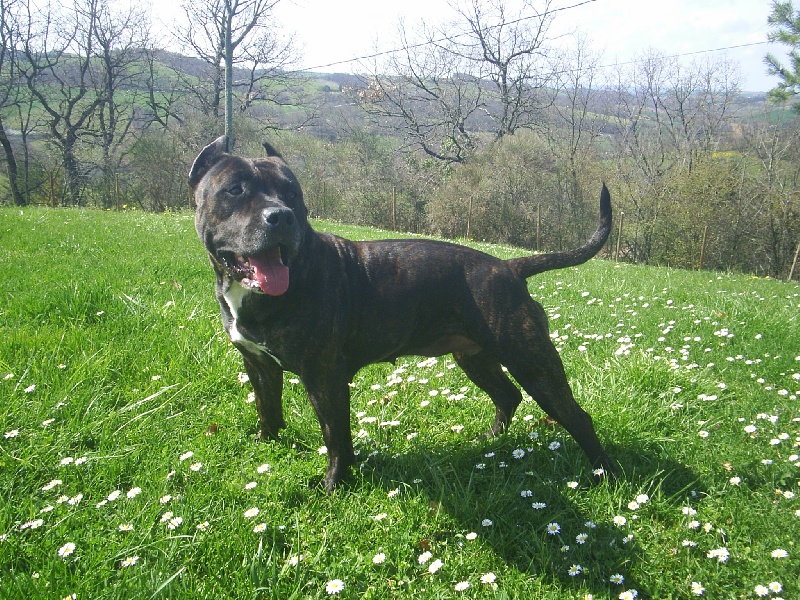 Unaya des Guerriers Occitans