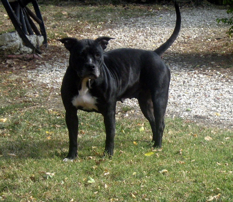 Arena black-night des Guerriers Occitans