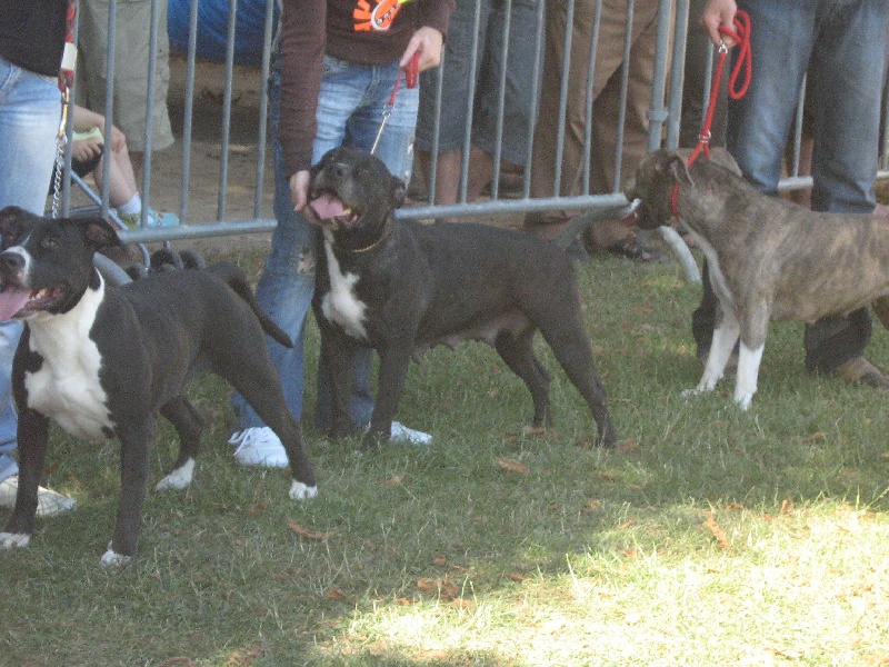 Arena black-night des Guerriers Occitans