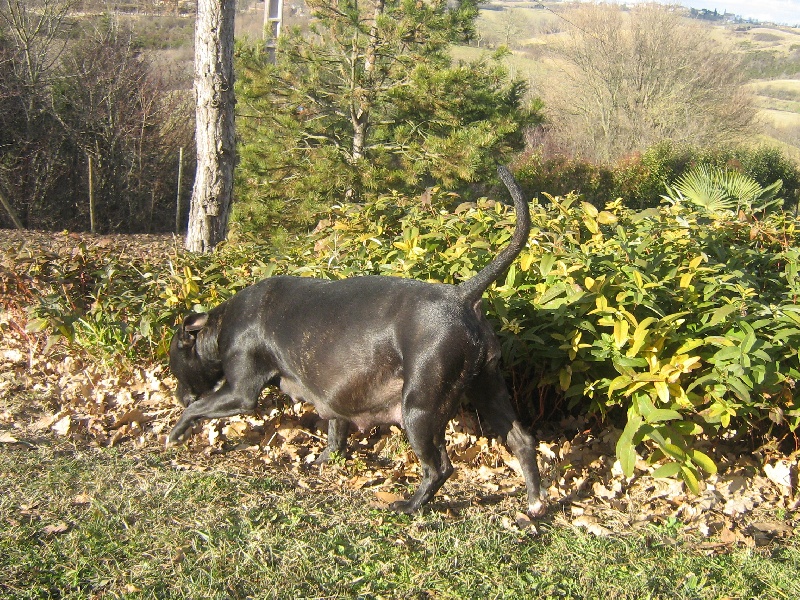 Arena black-night des Guerriers Occitans