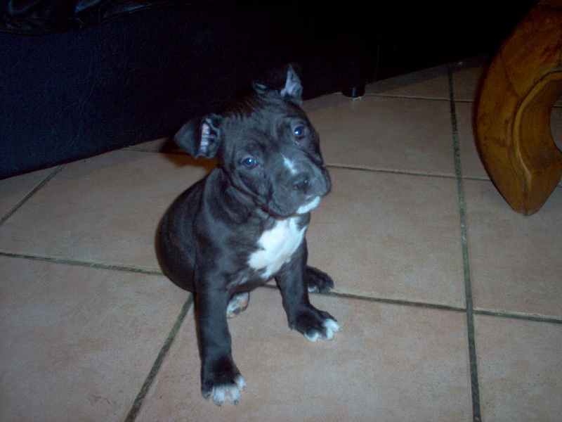 Arena black-night des Guerriers Occitans