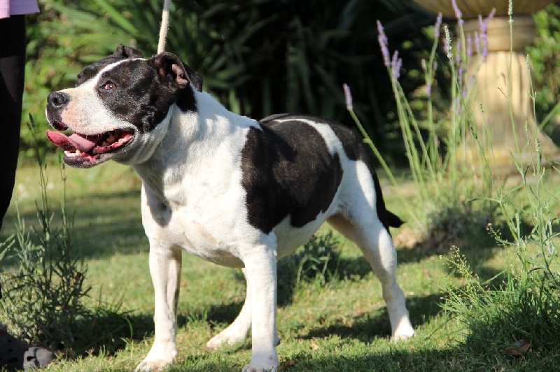 Holga' édition 2 ' des Guerriers Occitans