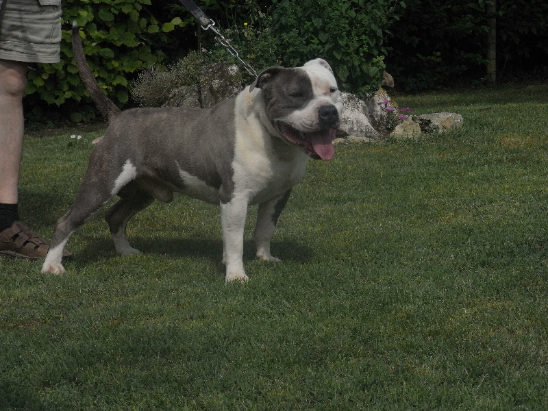 Publication : des Guerriers Occitans Auteur : lapeyre-frederic/ martins rose-m