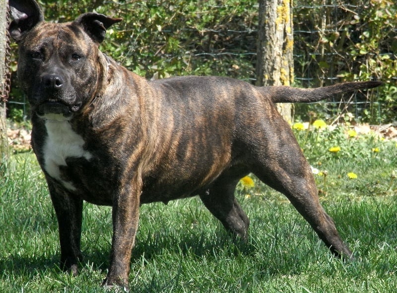 Faune queen safarie des Guerriers Occitans