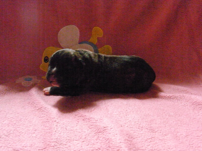 Faune queen safarie des Guerriers Occitans