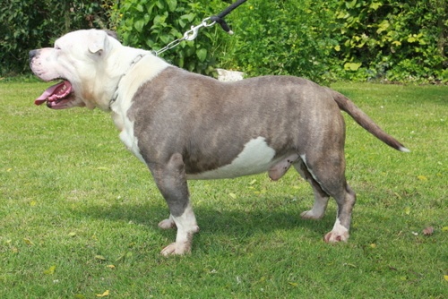 Publication : des Guerriers Occitans Auteur : lapeyre-frederic/ martins rose-m