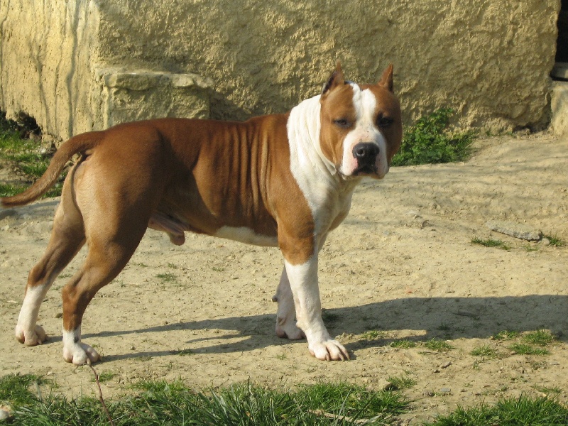 Magic-ster des Guerriers Occitans