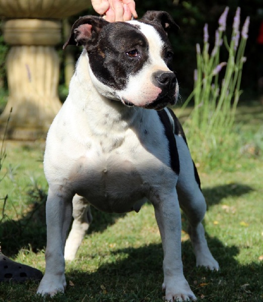 Holga' édition 2 ' des Guerriers Occitans