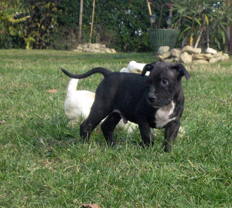 Dangerous black dodge des Guerriers Occitans
