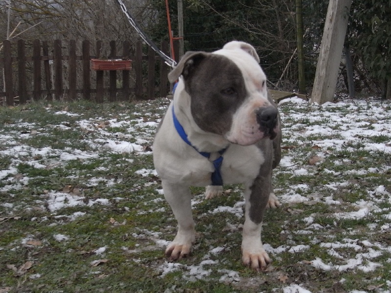 Publication : des Guerriers Occitans Auteur : lapeyre-frederic/ martins rose-m