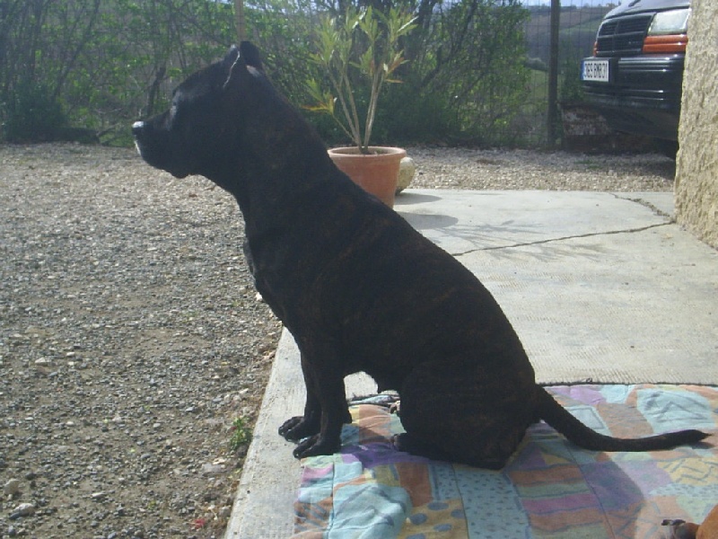 Unaya des Guerriers Occitans