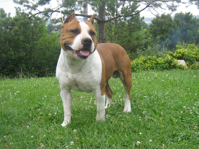 Magic-ster des Guerriers Occitans