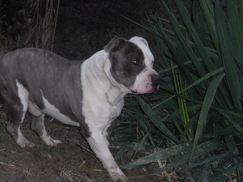 Publication : des Guerriers Occitans Auteur : lapeyre-frederic/ martins rose-m