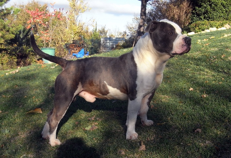 Publication : des Guerriers Occitans Auteur : lapeyre-frederic/ martins rose-m