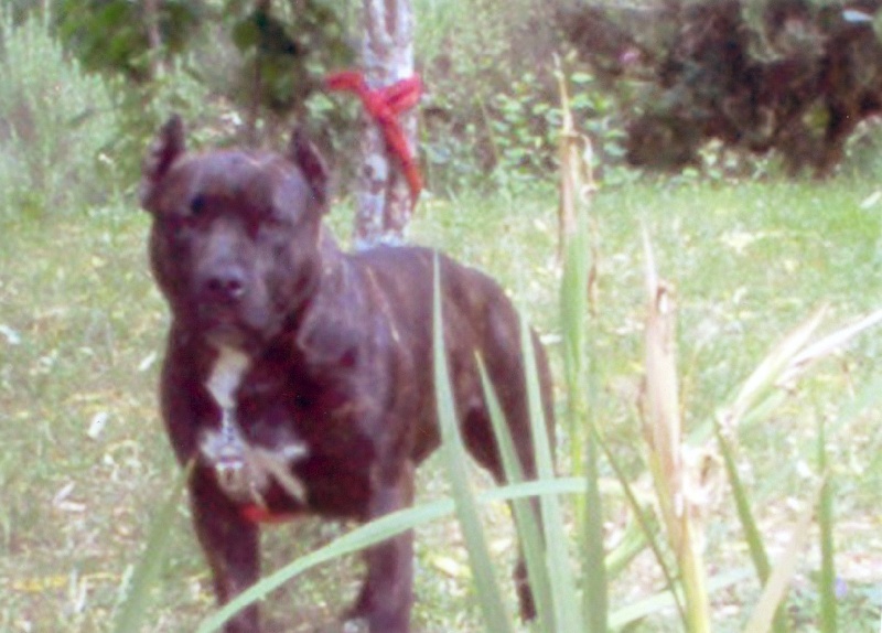 Unaya des Guerriers Occitans