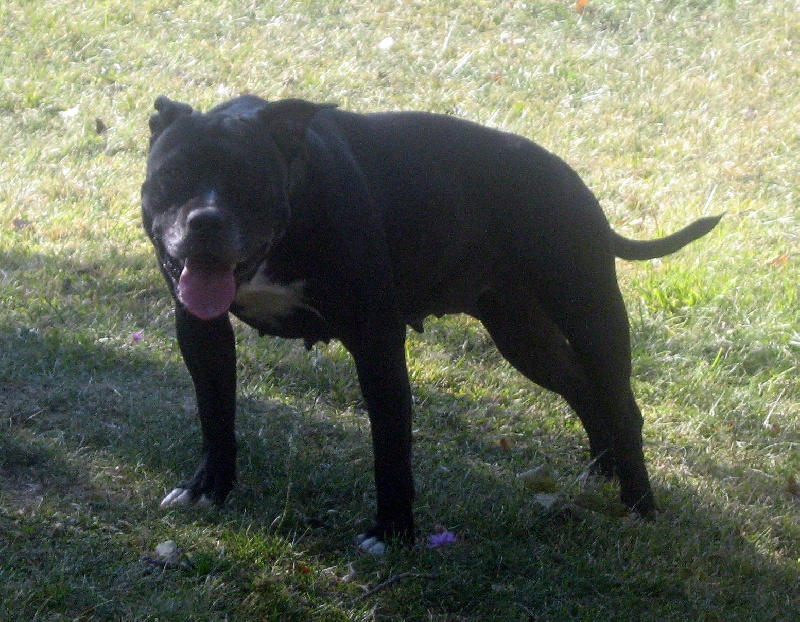 Arena black-night des Guerriers Occitans