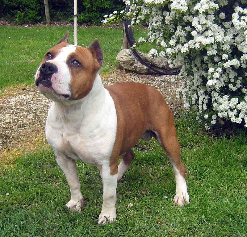 Magic-ster des Guerriers Occitans