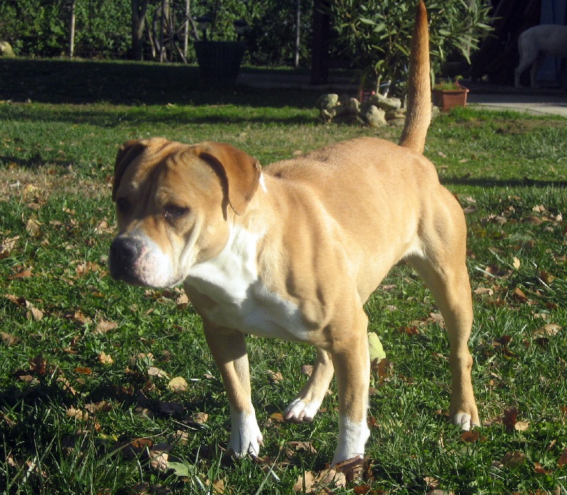 Arley-bety boops des Guerriers Occitans