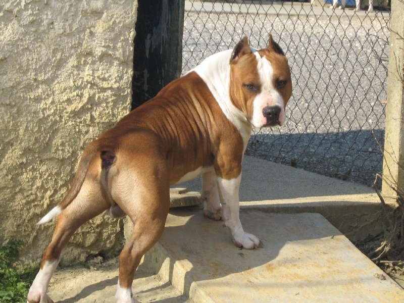 Magic-ster des Guerriers Occitans