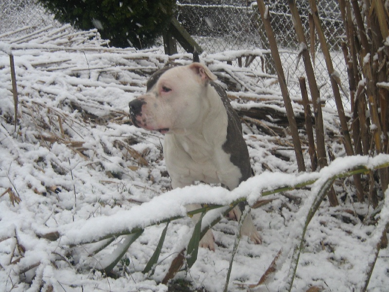 Cerdan ' alias ceusteur ' des Guerriers Occitans