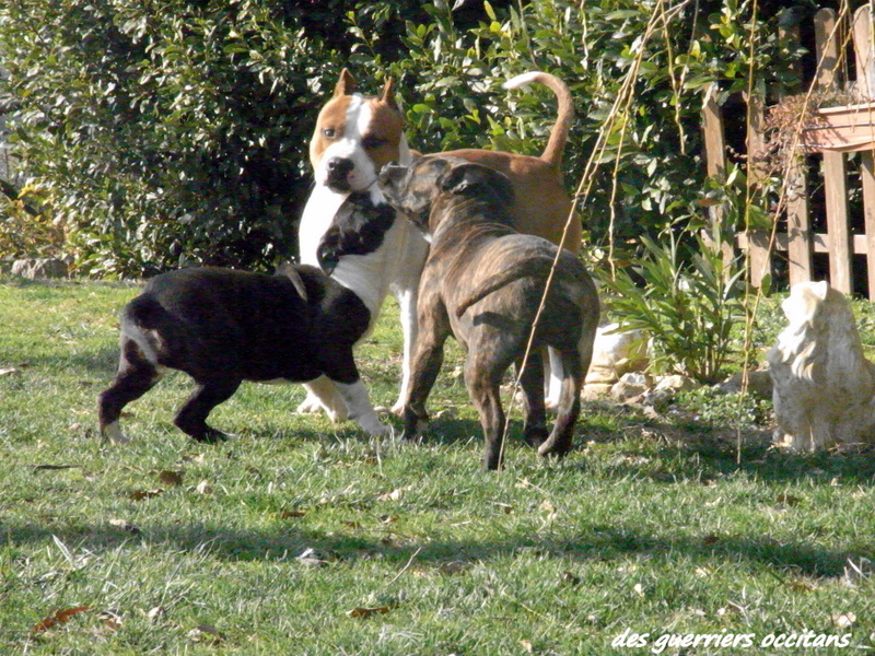 Faune queen safarie des Guerriers Occitans