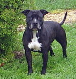 Arena black-night des Guerriers Occitans