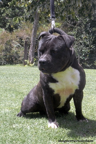 Elvis'  king off the king ' des Guerriers Occitans