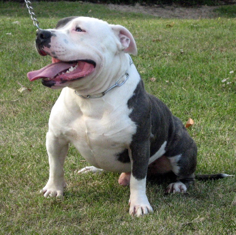 Cerdan ' alias ceusteur ' des Guerriers Occitans